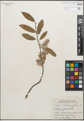 Foto von Salix glauca L.
